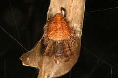 Cyrtophora unicolor