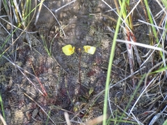 Utricularia ochroleuca