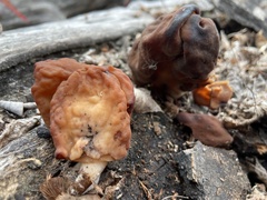 Gyromitra infula