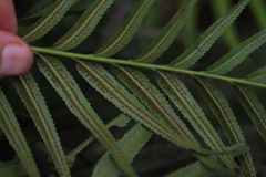 Menisorus pauciflorus