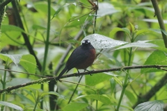 Ochthoeca cinnamomeiventris