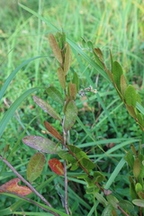 Chamaedaphne calyculata