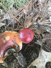 Butyriboletus frostii image