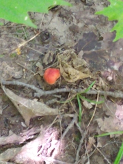 Hygrocybe coccinea