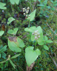 Maianthemum bifolium