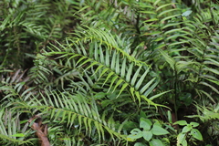 Menisorus pauciflorus