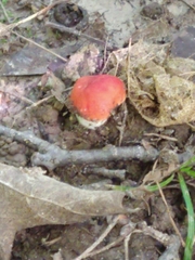 Hygrocybe coccinea