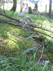 Cephalanthera rubra