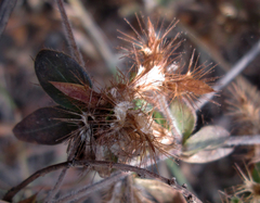 Blepharis maderaspatensis