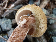 Amanita amerirubescens