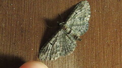 Eupithecia