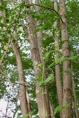 Clematis virginiana