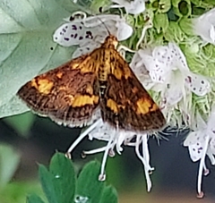 Pyrausta orphisalis
