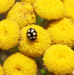 Coccinula quatuordecimpustulata