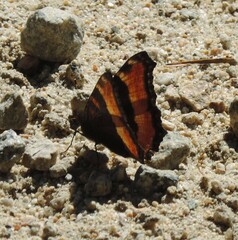 Aglais milberti