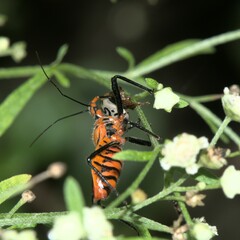 Zygogramma bicolorata