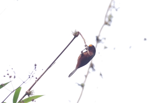 Catamblyrhynchus diadema