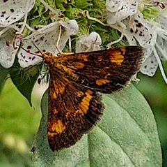 Pyrausta orphisalis