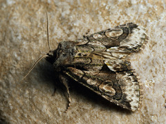 Allophyes oxyacanthae