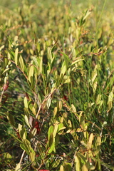 Chamaedaphne calyculata