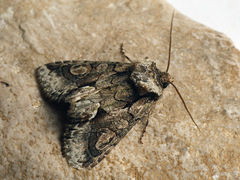 Allophyes oxyacanthae