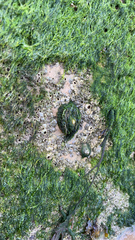 Balanomorpha