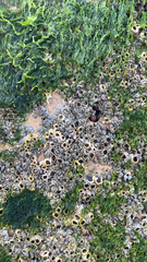 Balanomorpha