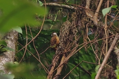 Pseudocolaptes boissonneautii