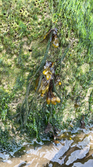 Fucus vesiculosus