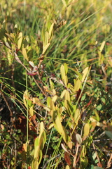 Chamaedaphne calyculata