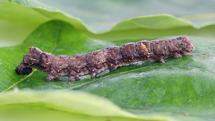 Allophyes oxyacanthae