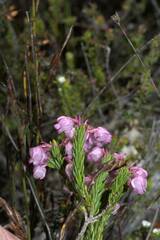 Erica rhopalantha