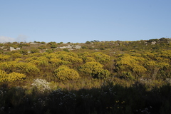 Leucadendron laureolum