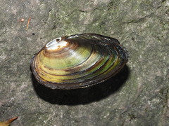 Anodonta