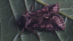 Allophyes oxyacanthae