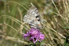 Parnassius apollo