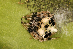 Eriovixia