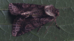 Allophyes oxyacanthae