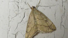 Evergestis pallidata