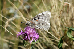Parnassius apollo
