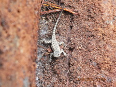 Sceloporus undulatus