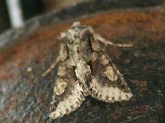 Allophyes oxyacanthae