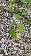 Betulaceae