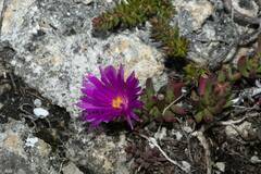 Ruschieae
