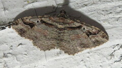 Costaconvexa centrostrigaria