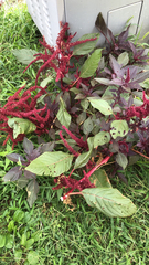 Amaranthus cruentus