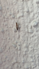 Pseudomyrmex gracilis