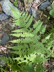 Athyrium