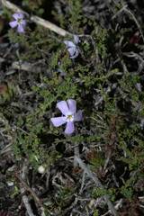 Jamesbrittenia calciphila