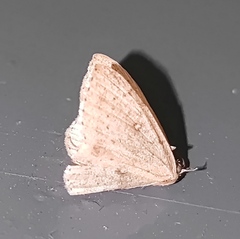Cyclophora albipunctata